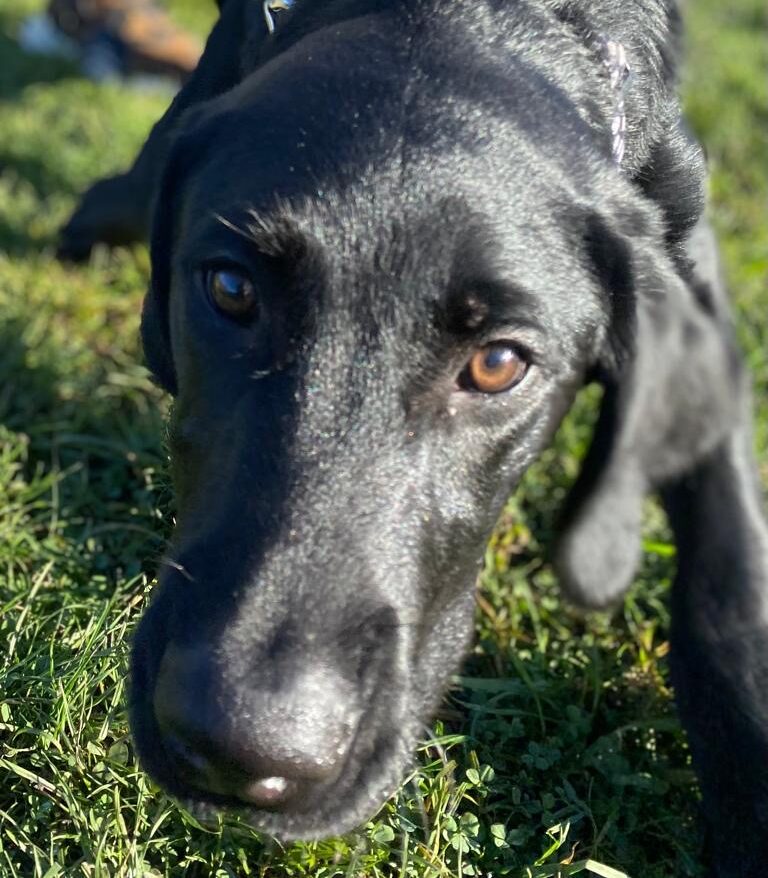 Rachel and Buddy the Labrador