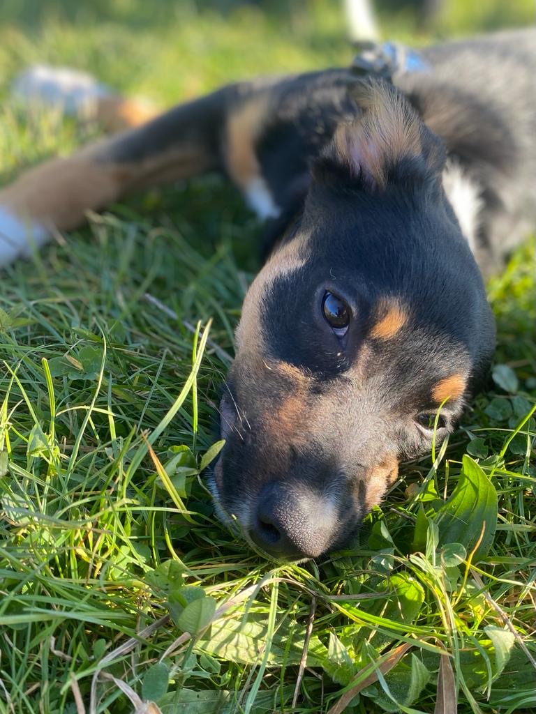 Anna and Buddy the Kelpie / Collie Cross