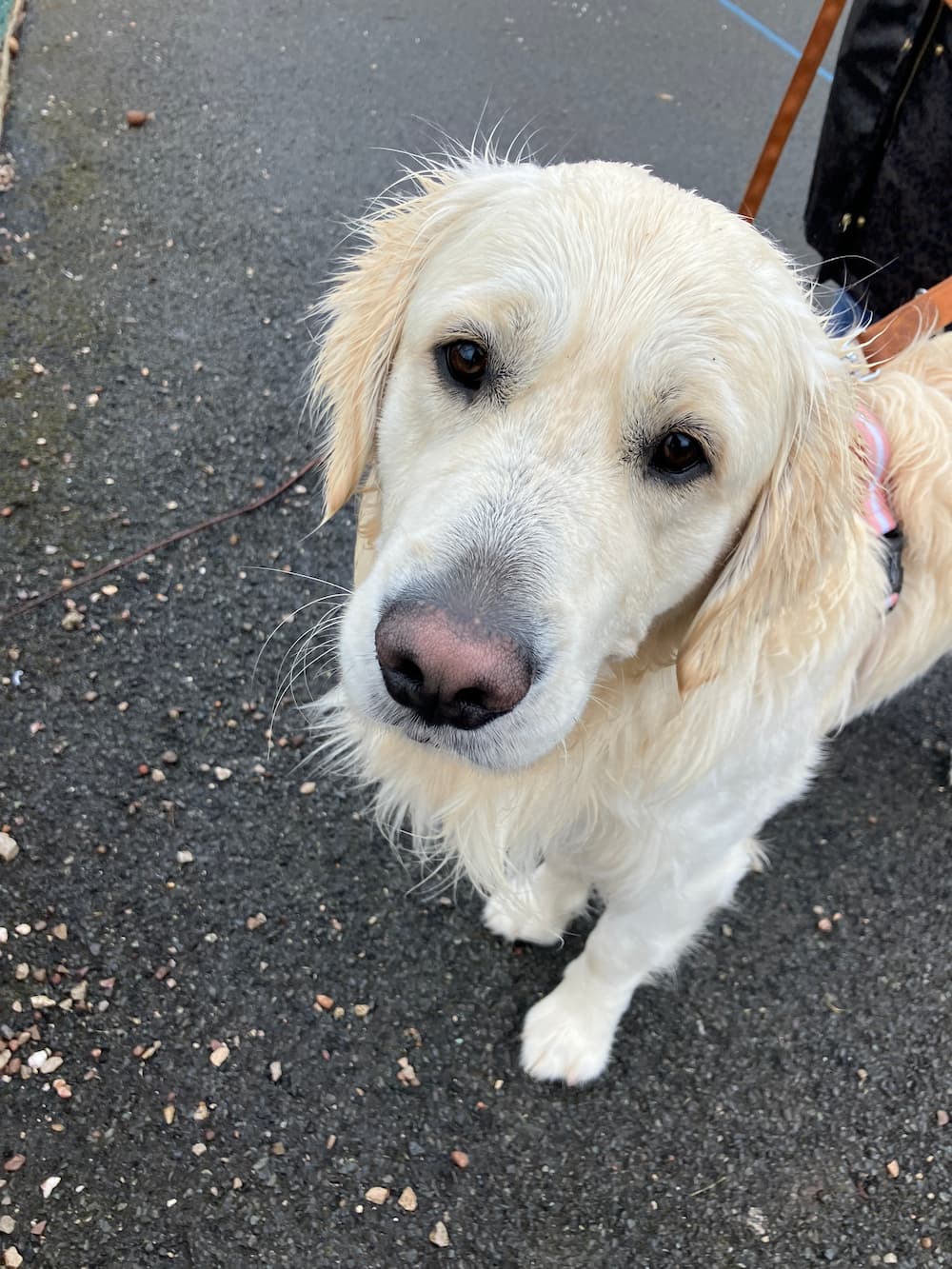 Kay and Porter the Golden Retriever