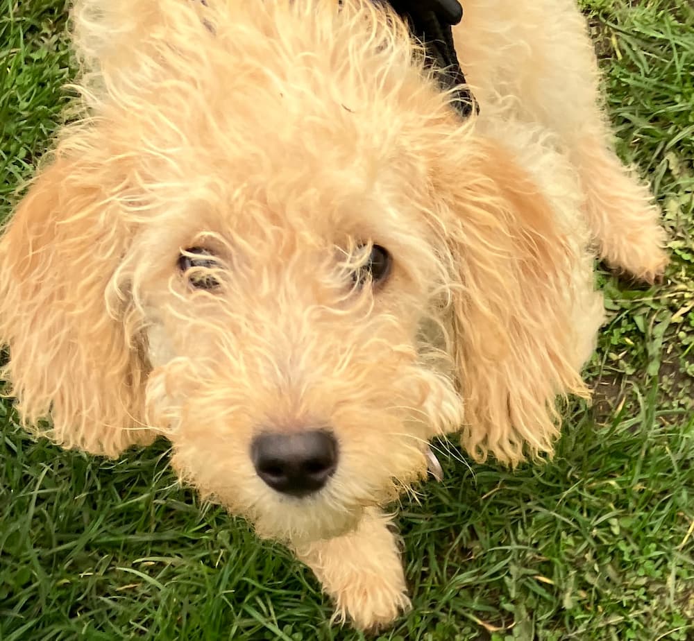 Helen and Bridget the Miniature Labradoodle