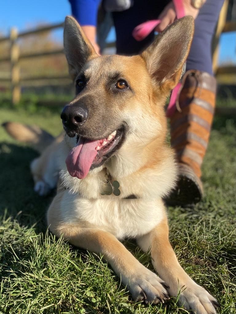 isa and Mushroom the German Shepherd