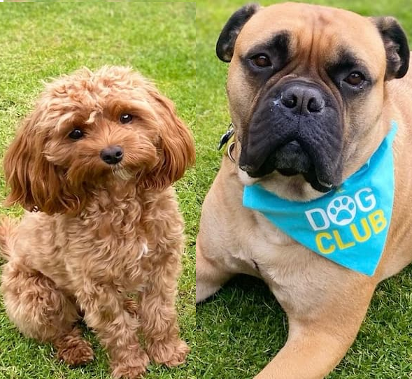 Louise and Bosley the Bullmastiff and Bella the Miniature Cavapoo